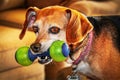 Beagle mix dog with fetch toy in mouth-close-up