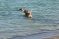 Beagle mix watching pit bull mix retrieve toy in water