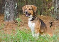 Beagle mixed breed hound dog Royalty Free Stock Photo