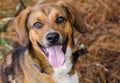 Beagle mixed breed hound dog Royalty Free Stock Photo