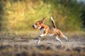 Beagle in motion