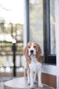 Beagle Royalty Free Stock Photo