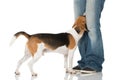 Beagle Royalty Free Stock Photo