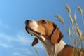 beagle with nose in air, catching scent on the wind Royalty Free Stock Photo