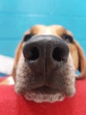 Beagle nose Royalty Free Stock Photo