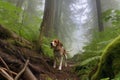 beagle nose-to-ground, exploring a forest trail Royalty Free Stock Photo