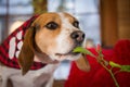 Beagle nosing a pepper