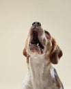 beagle dog on a bright background. Happy pet in the studio Royalty Free Stock Photo