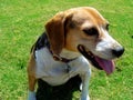 Beagle in the Park