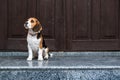 Beagle Personality, temperament. Beagle Puppy at home. Little Beagle breed dog near door his new house