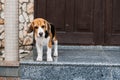 Beagle Personality, temperament. Beagle Puppy at home. Little Beagle breed dog near door his new house