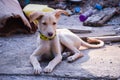 Beagle pet dog Royalty Free Stock Photo