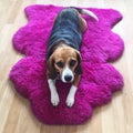 Beagle on pink sheepskin rug