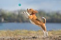 Beagle play with toy
