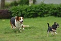 Beagle playing with Chihuahua