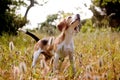 Beagle pointing