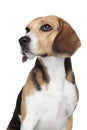 Beagle portrait