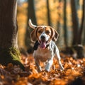 Beagle portrait in autumn forest