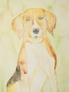Beagle portrait on a goldgreen background.
