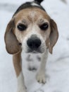 Beagle portrait outside in the snow