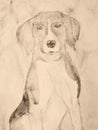Beagle portrait in sepia tones.