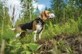 Beagle portrait in summer forest