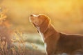 Beagle portrait at sunset