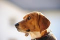 Beagle profile