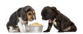 Beagle and Pug puppies sitting in front of Royalty Free Stock Photo