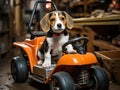 Beagle pup driving toy car in business