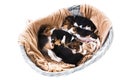 Beagle puppies in the basket Royalty Free Stock Photo