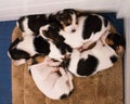 Beagle puppies sleeping tight Royalty Free Stock Photo