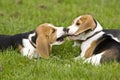 Beagle puppies playing Royalty Free Stock Photo