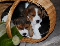 Beagle puppies Royalty Free Stock Photo