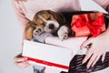 Beagle puppies sleeping in the basket Royalty Free Stock Photo