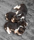 Beagle puppies sleeping Royalty Free Stock Photo
