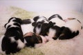 Beagle puppies sleeping tight Royalty Free Stock Photo