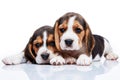 Beagle puppies on white background Royalty Free Stock Photo