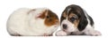 Beagle Puppy, 1 month old, and Teddy guinea pig Royalty Free Stock Photo