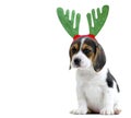 Beagle Puppy Royalty Free Stock Photo