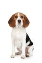 Beagle puppy Royalty Free Stock Photo