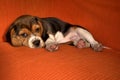 Beagle Puppy