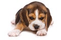 Beagle puppy