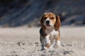 Beagle puppy Royalty Free Stock Photo
