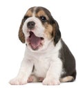 Beagle puppy, 4 weeks old, yawning
