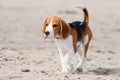 Beagle puppy on a beach Royalty Free Stock Photo