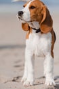 Beagle puppy on a beach Royalty Free Stock Photo