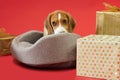 Beagle puppy on a red background among Christmas gifts. A dog as a gift Royalty Free Stock Photo