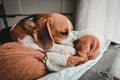 Beagle puppy bite dolls on a bed. Cute Beagle dog . sleeping beagle with dolls Royalty Free Stock Photo