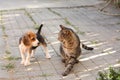 Beagle puppy and cat